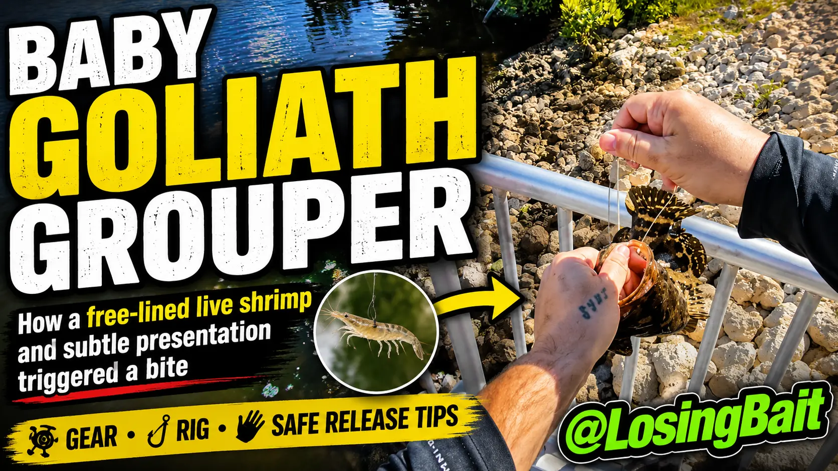 Baby Goliath Grouper Catch & Release